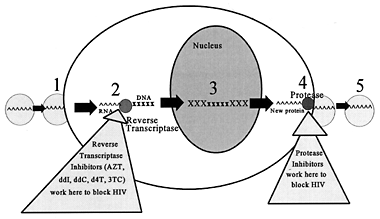 protease inhibitors diagram